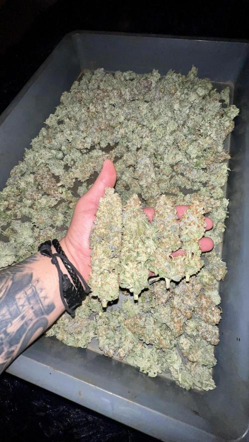 Green Crack. Week 10