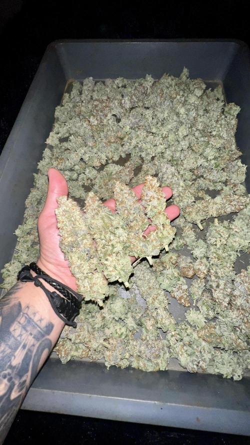 Green Crack. Week 10