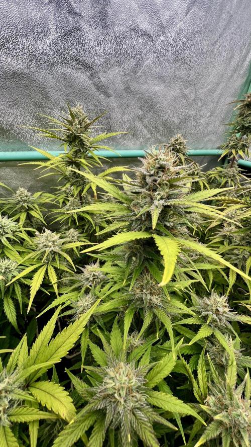 Strawberry Banana. Week 6