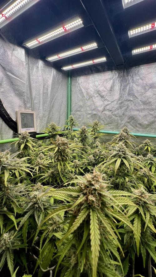 Strawberry Banana. Week 6