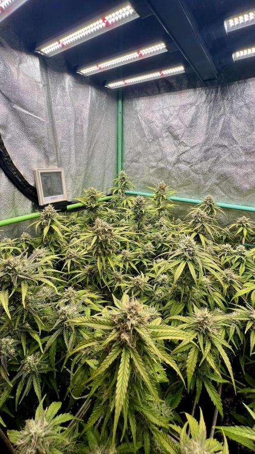 Strawberry Banana. Week 6