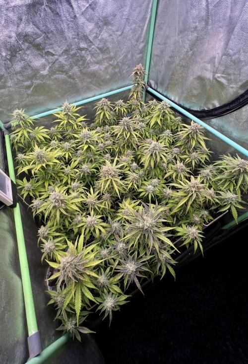 Strawberry Banana. Week 6