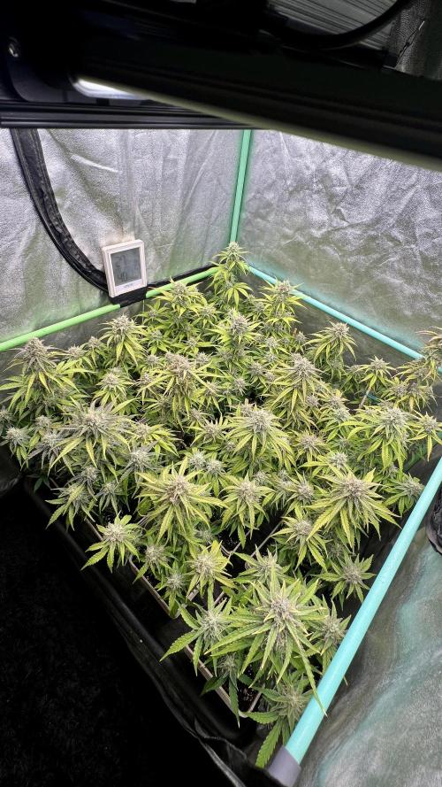 Strawberry Banana. Week 6