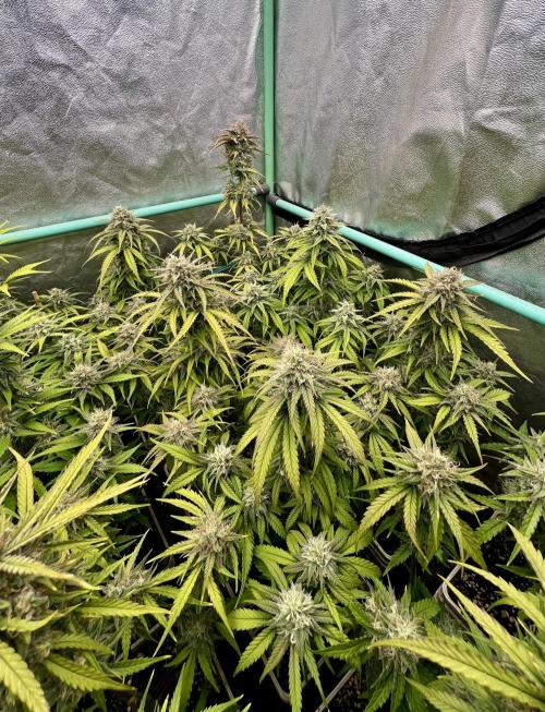Strawberry Banana. Week 6