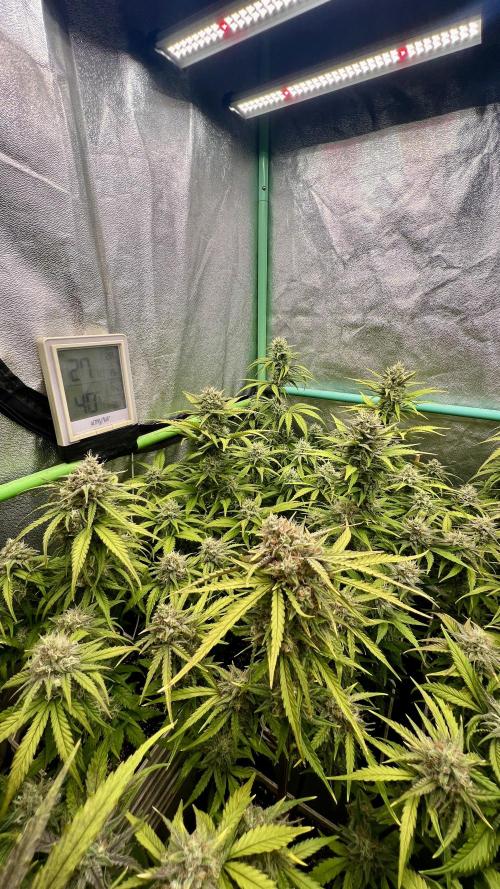 Strawberry Banana. Week 6