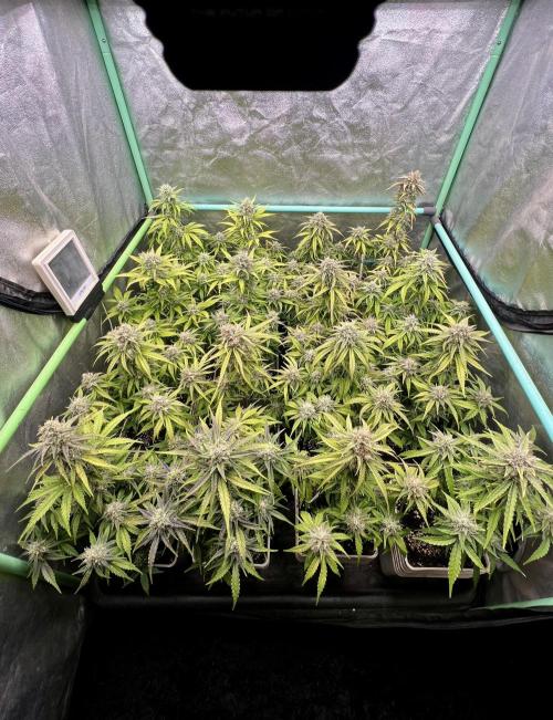 Strawberry Banana. Week 6