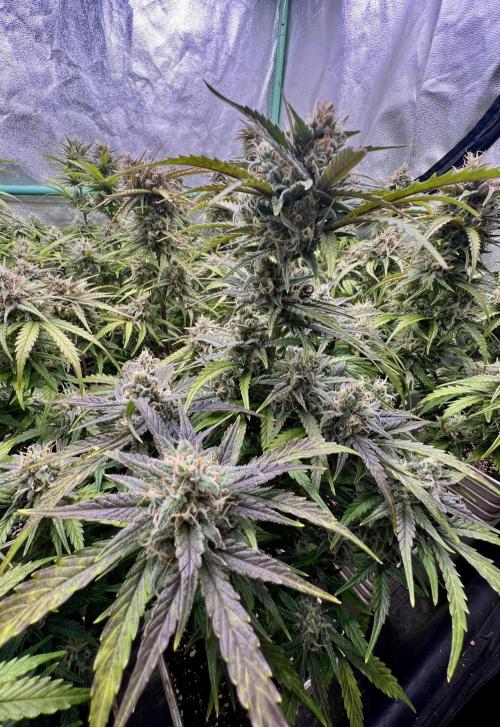 Strawberry Banana. Week 6