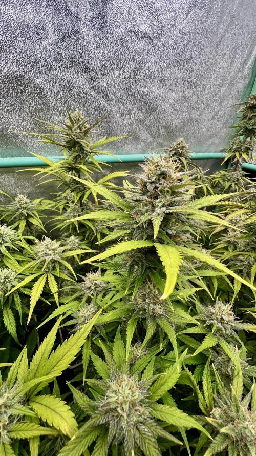 Strawberry Banana. Week 6