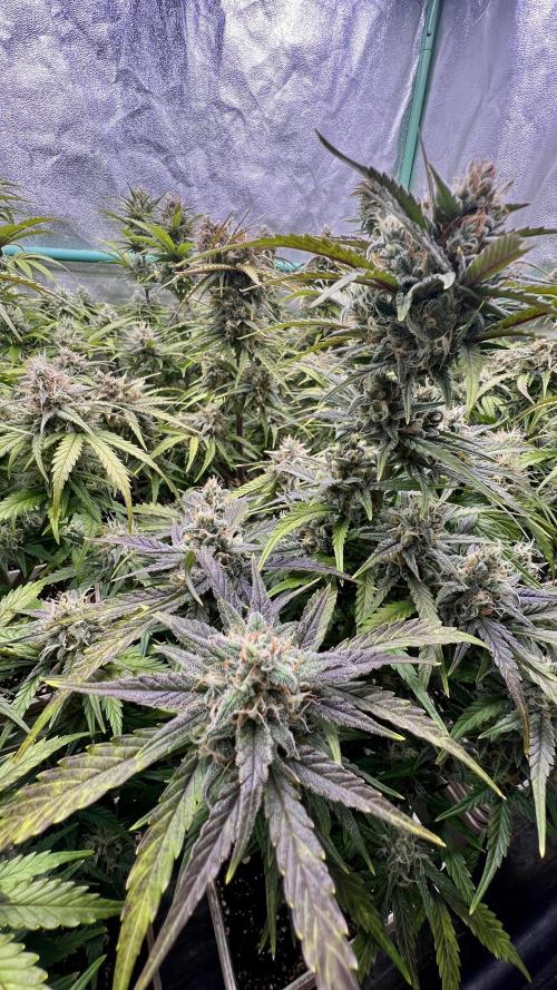 Strawberry Banana. Week 6