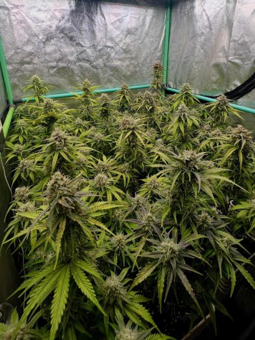 Strawberry Banana. Week 6