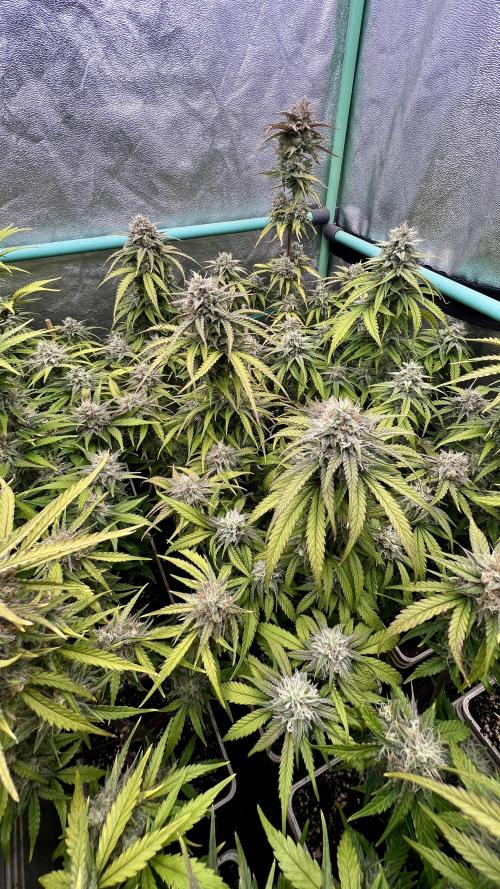 Strawberry Banana. Week 6