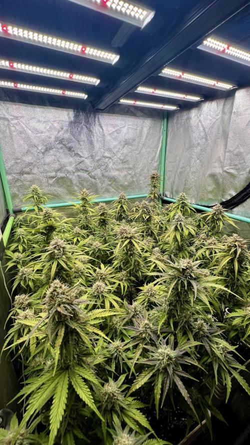 Strawberry Banana. Week 6