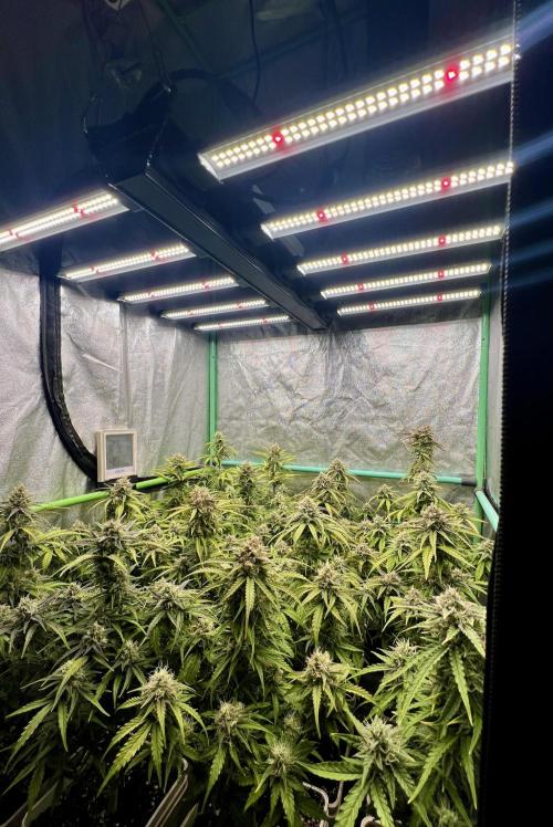Strawberry Banana. Week 6