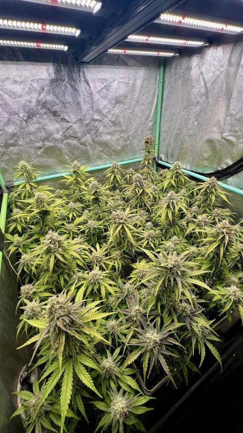 Strawberry Banana. Week 6