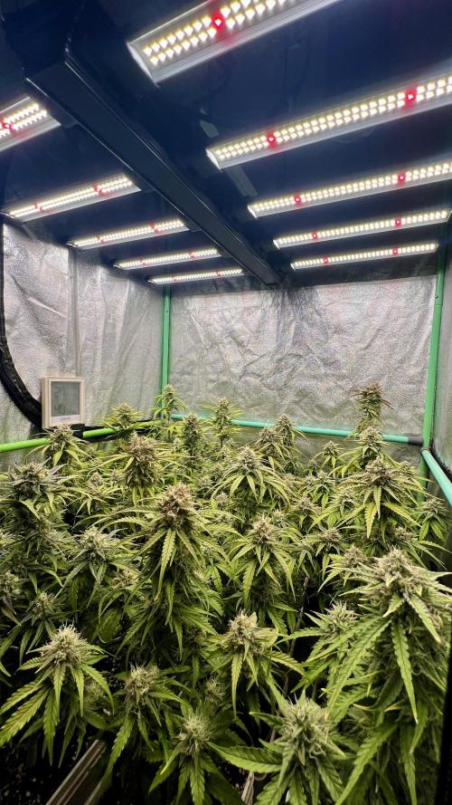 Strawberry Banana. Week 6