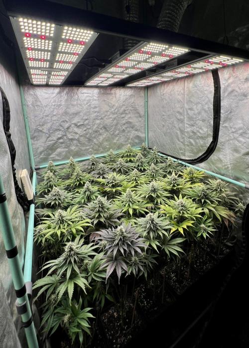 Apple Fritter. Week 9
