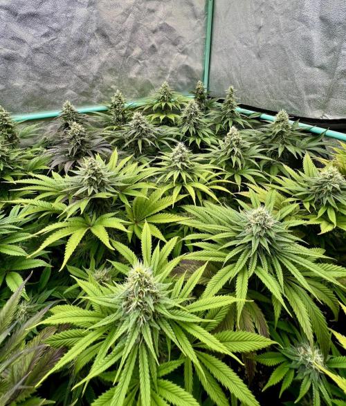 Apple Fritter. Week 9