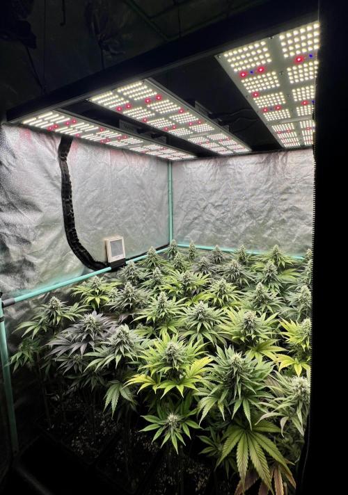 Apple Fritter. Week 9