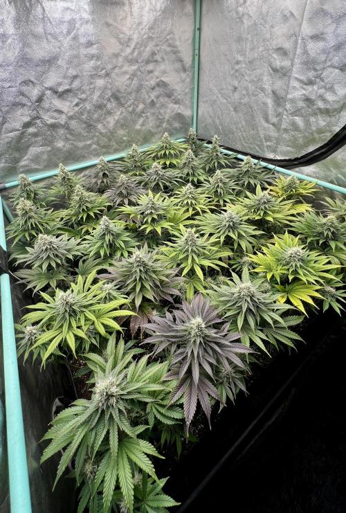 Apple Fritter. Week 9