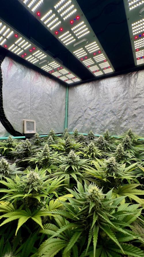 Apple Fritter. Week 9