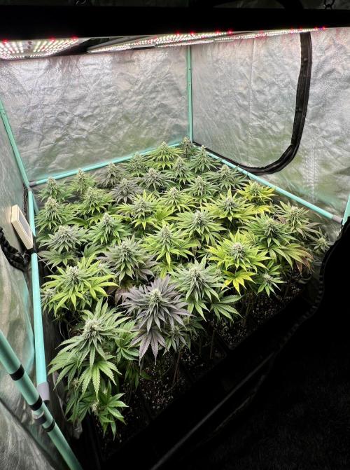 Apple Fritter. Week 9