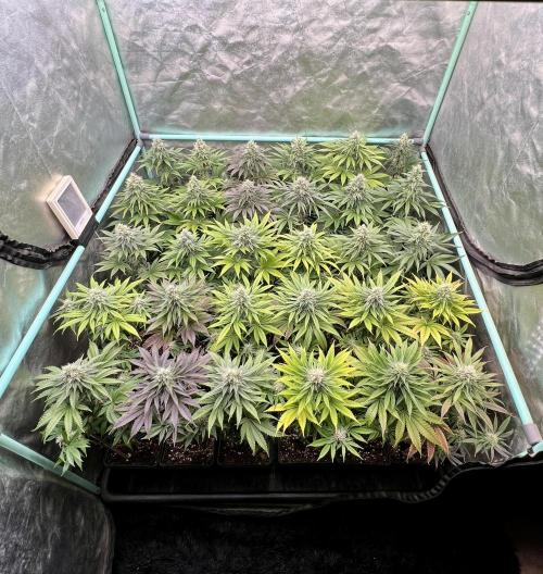 Apple Fritter. Week 9