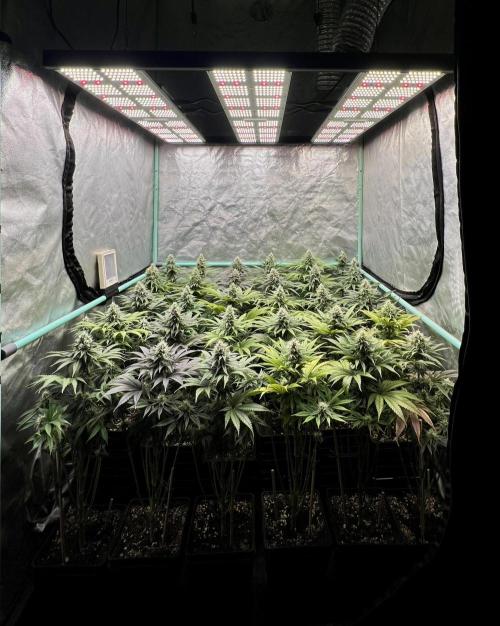 Apple Fritter. Week 9