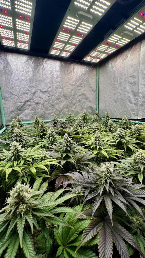 Apple Fritter. Week 9