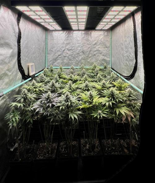 Apple Fritter. Week 9