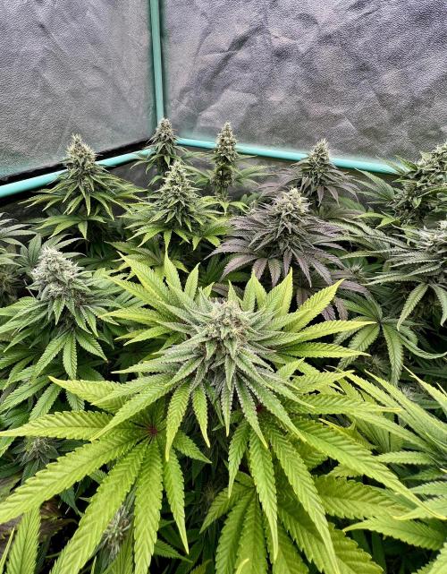 Apple Fritter. Week 9