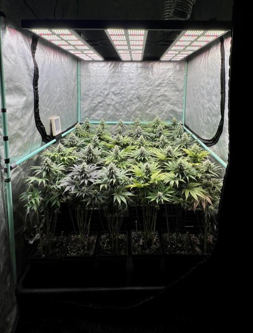 Apple Fritter. Week 9