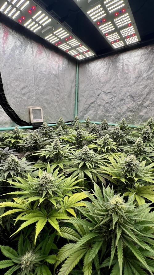 Apple Fritter. Week 9