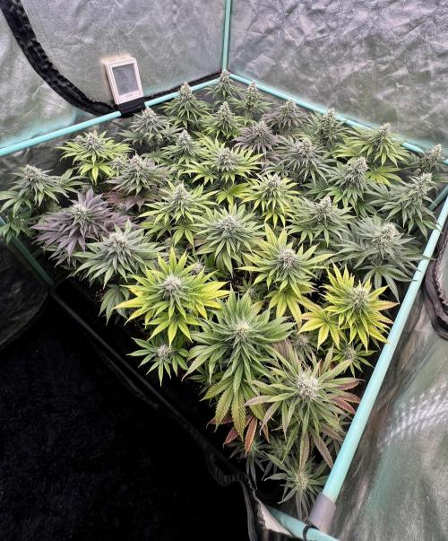 Apple Fritter. Week 9