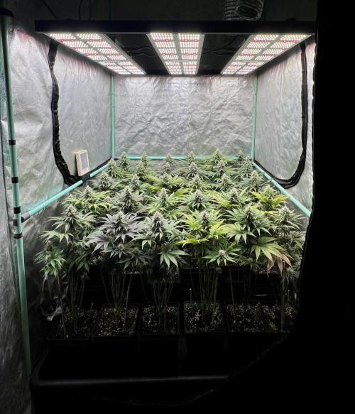 Apple Fritter. Week 9