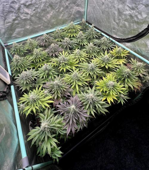 Apple Fritter. Week 9