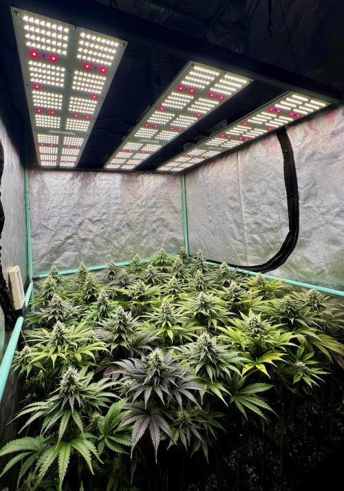 Apple Fritter. Week 9