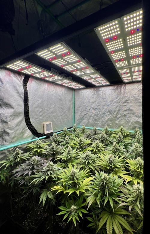 Apple Fritter. Week 9