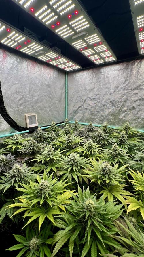 Apple Fritter. Week 9