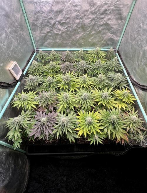 Apple Fritter. Week 9