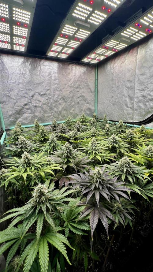 Apple Fritter. Week 9