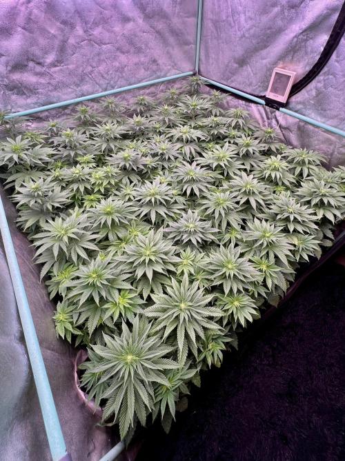 Gorilla Runtz. Week 5