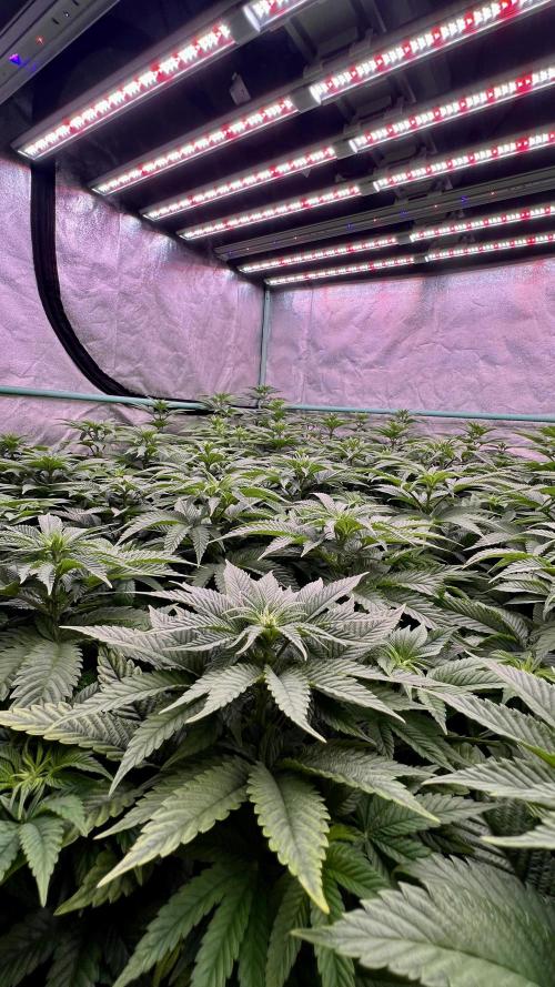 Gorilla Runtz. Week 5