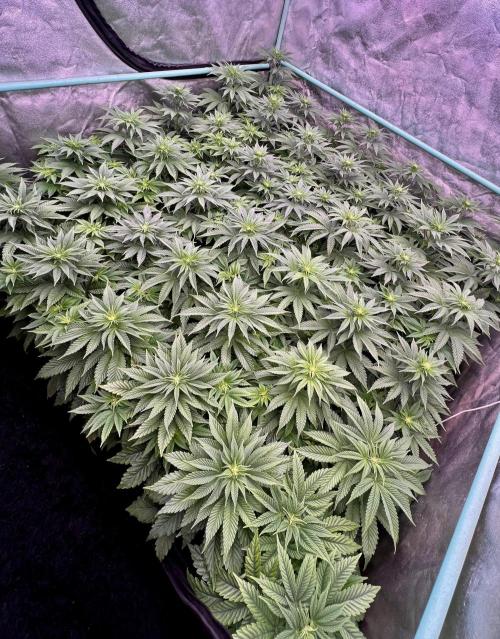 Gorilla Runtz. Week 5