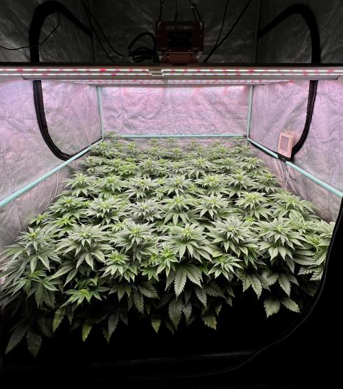Gorilla Runtz. Week 5