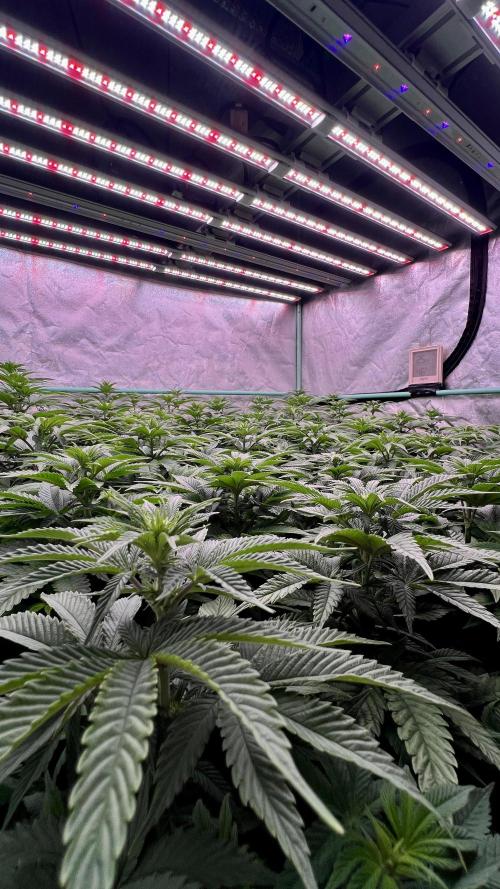 Gorilla Runtz. Week 5