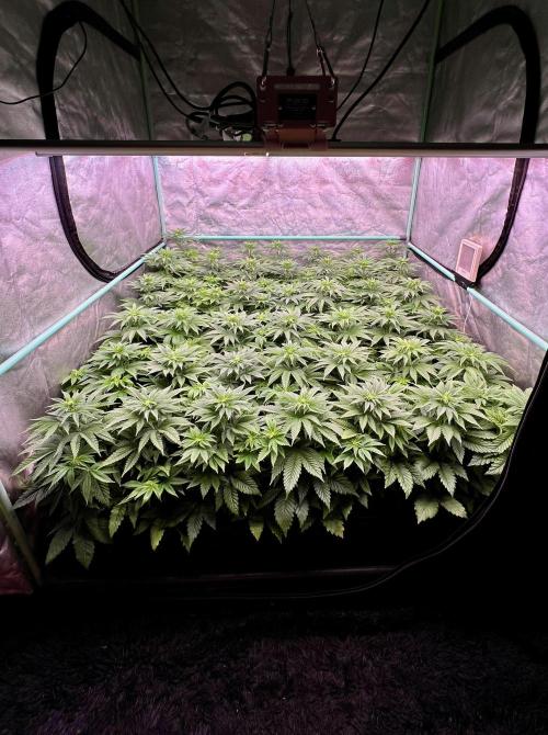 Gorilla Runtz. Week 5