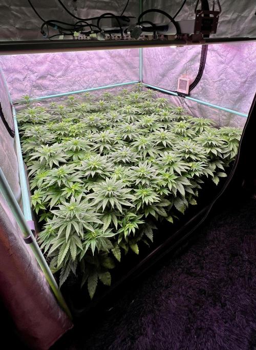 Gorilla Runtz. Week 5