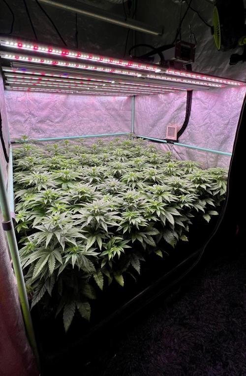 Gorilla Runtz. Week 5
