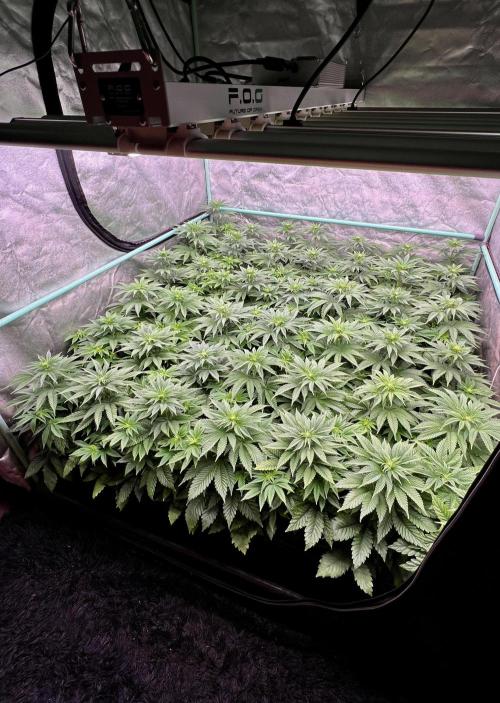 Gorilla Runtz. Week 5
