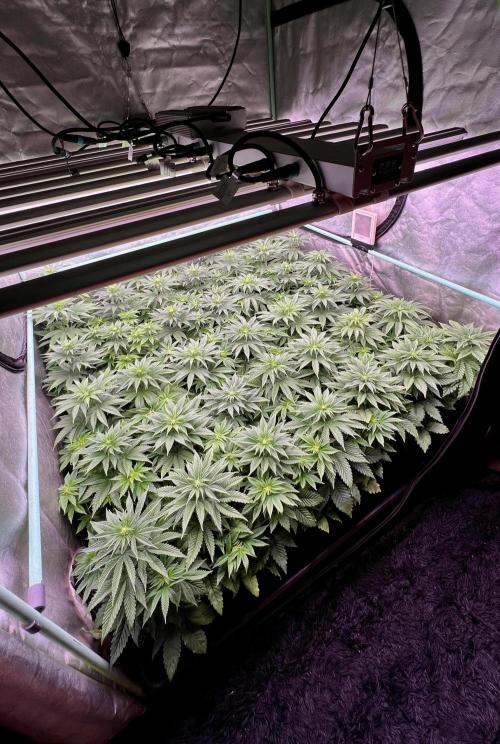 Gorilla Runtz. Week 5